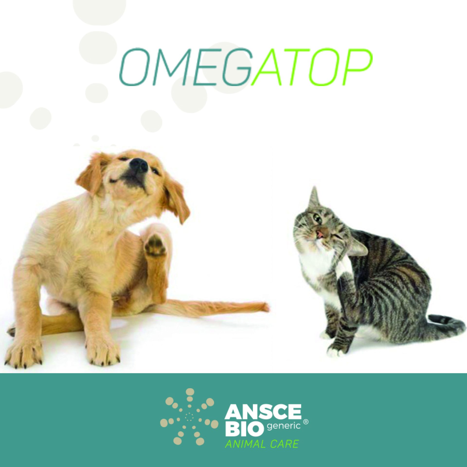 Cani e gatti che si grattano - Omegatop